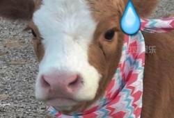 娱乐吃瓜酱考拉,揭秘娱乐圈那些不为人知的幕后故事